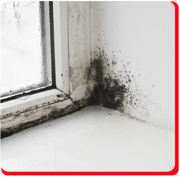 Commercial Black Mold Removal Toronto Impact Restore (2)
