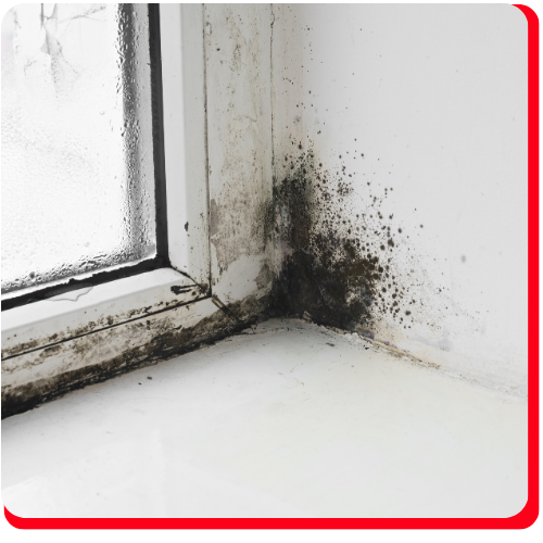 Commercial Black Mold Removal Toronto Impact Restore (2)