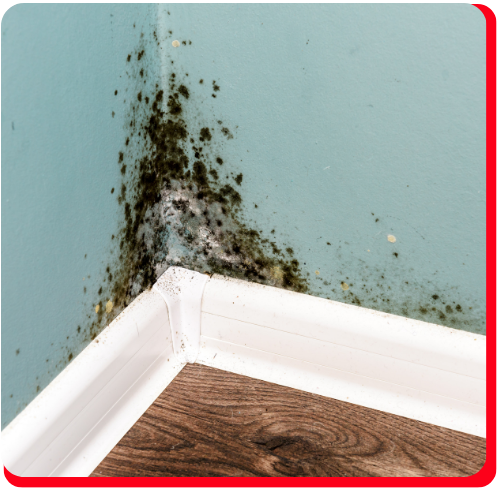 Commercial Black Mold Removal Toronto Impact Restore (3)