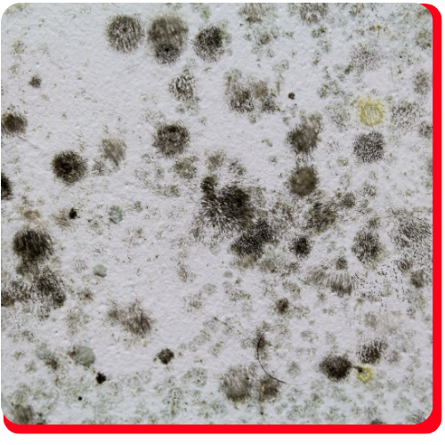 Commercial Black Mold Removal Toronto Impact Restore Commercial Black Mold Removal Toronto Impact Restore