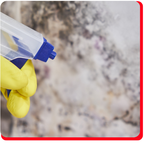 Close-up of a technician spraying a commercial-grade solution on a mould-infested wall during industrial mould removal.