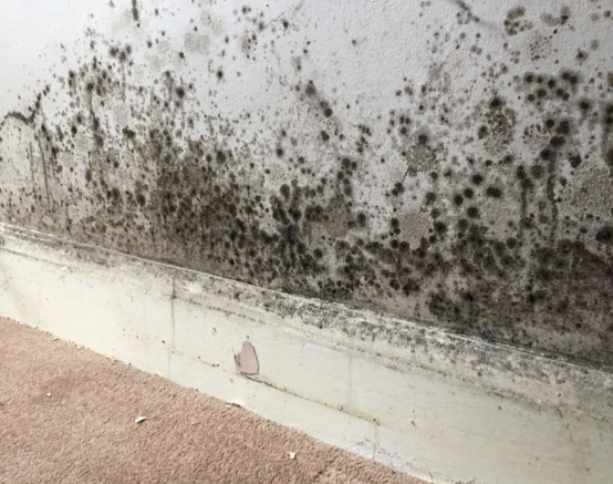 mould restoration mould restoration