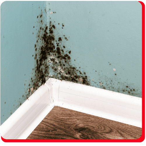 Black mold growing in the corner of a room on a light blue wall above white baseboards and brown wood flooring, highlighting a common issue faced during commercial restoration, especially after fire damage restoration or water damage restoration occurs. The presence of mold is often seen in commercial fire restoration and commercial water damage restoration projects where lingering moisture after fire or water events promotes mold growth.