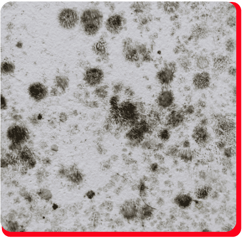Close-up of a white surface with scattered and clustered black mold spots, emphasized by a rounded red border along the bottom and right edges—indicative of damage that typically calls for commercial restoration services such as commercial water damage restoration, water damage restoration, or even commercial fire restoration if related issues are present.